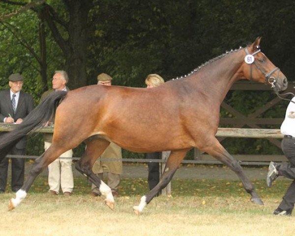 broodmare Shakira (Trakehner, 1999, from Biotop) broodmare Shakira (Trakehner, 1999, from Biotop)