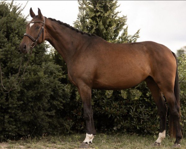 horse Bella (Oldenburg, 2019, from Q-Sieben OLD)