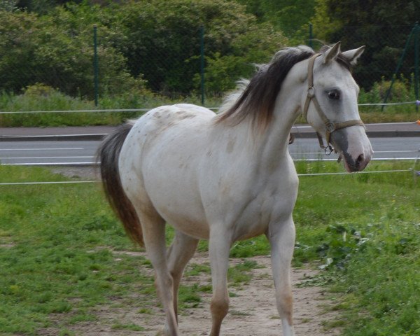 horse Atyria`s Sweet Sunrise (German Riding Pony, 2019, from Atyria's Akim) horse Atyria`s Sweet Sunrise (German Riding Pony, 2019, from Atyria's Akim)
