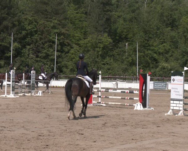Reitturnier Frechen-Grefrath - Sonnenhof 2024
