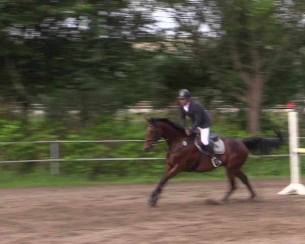 Reitturnier Lgl.-Oberhain, B95 2024