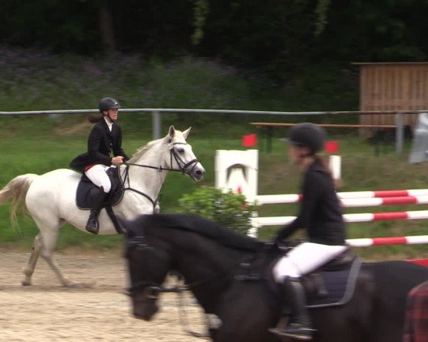 Reitturnier Lgl.-Oberhain, B95 2024