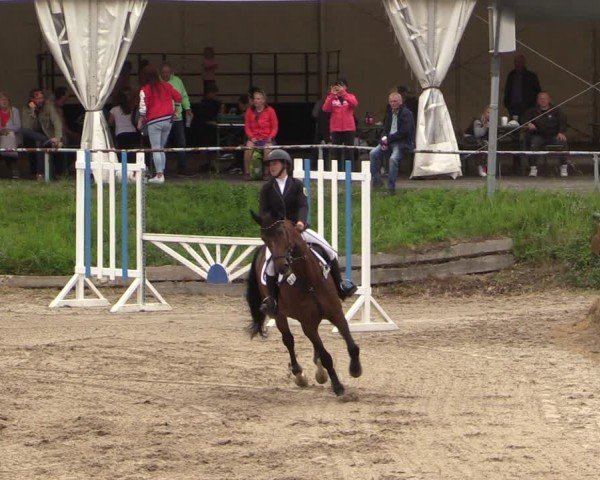 Reitturnier Lgl.-Oberhain, B95 2024