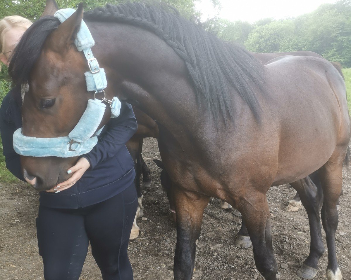 horse Dex H (German Sport Horse, 2022, from Donbass 4)