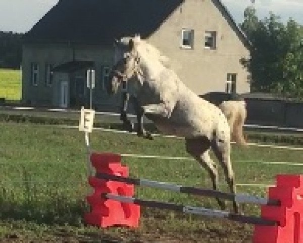 broodmare Atyria`s Arktic Angel (German Riding Pony, 2019, from Atyria's Akim)
