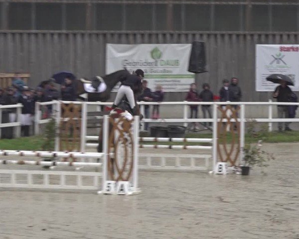 Reitturnier Siegen-Weidenau  2024