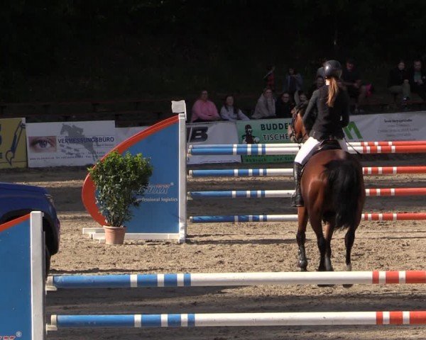 Reitturnier Lgl.-Oberhain, B95 2024