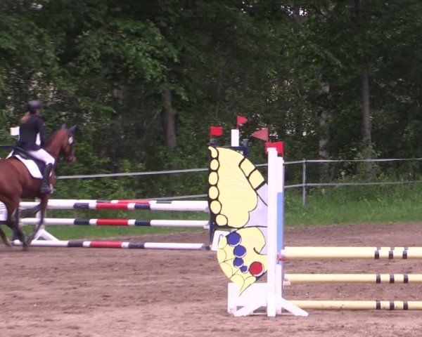 Reitturnier Lgl.-Oberhain, B95 2024