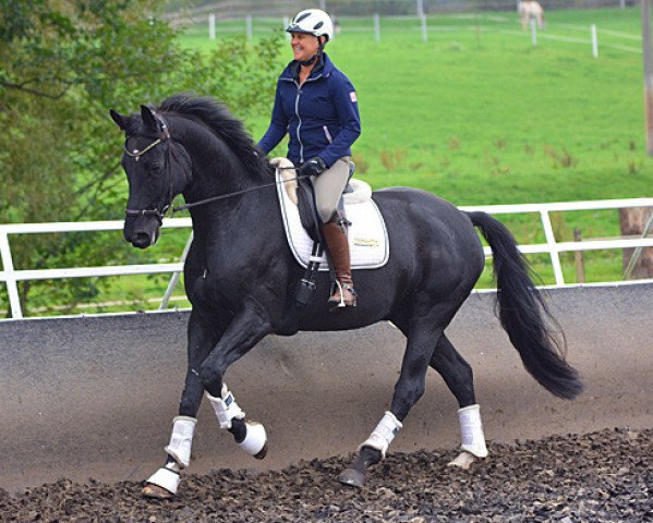 dressage horse Deliano H (Westphalian, 2008, from Dream On)