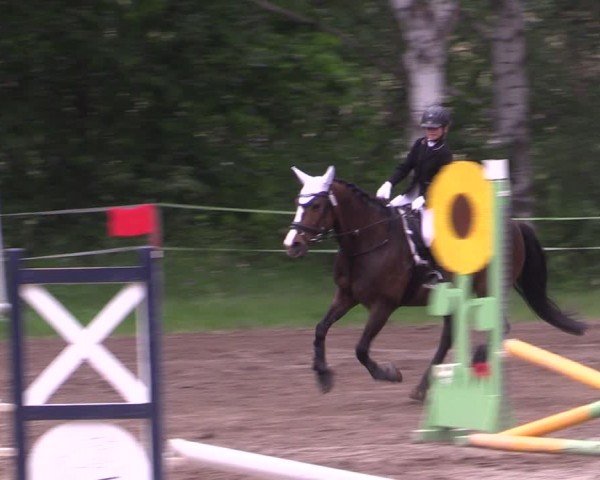 Reitturnier Lgl.-Oberhain, B95 2024
