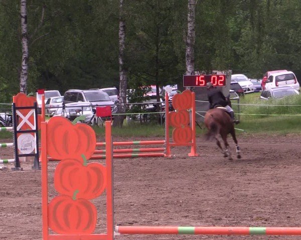 Reitturnier Lgl.-Oberhain, B95 2024