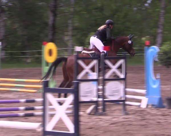 Reitturnier Lgl.-Oberhain, B95 2024