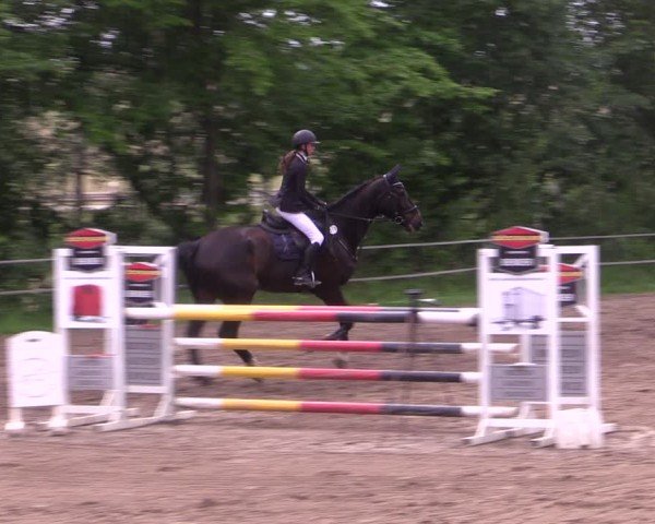 Reitturnier Lgl.-Oberhain, B95 2024