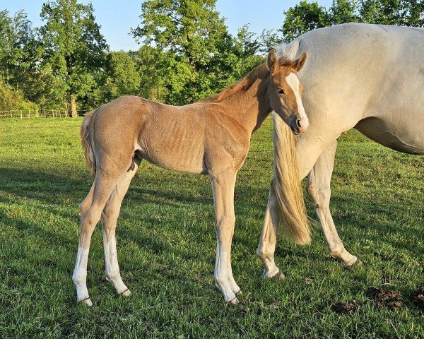horse Diacoeur (Mecklenburg, 2024, from Diablue PS)
