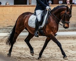 dressage horse Tasja 10 (German Riding Pony, 2012, from Trussardi D)