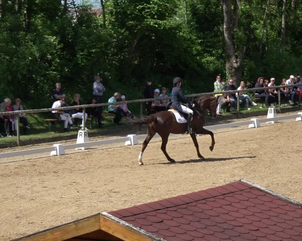 Reitturnier Königsbrunn-Ulrichshof/Schw. 2024