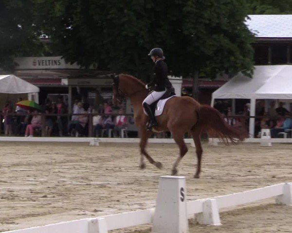 Reitturnier Everswinkel 2024