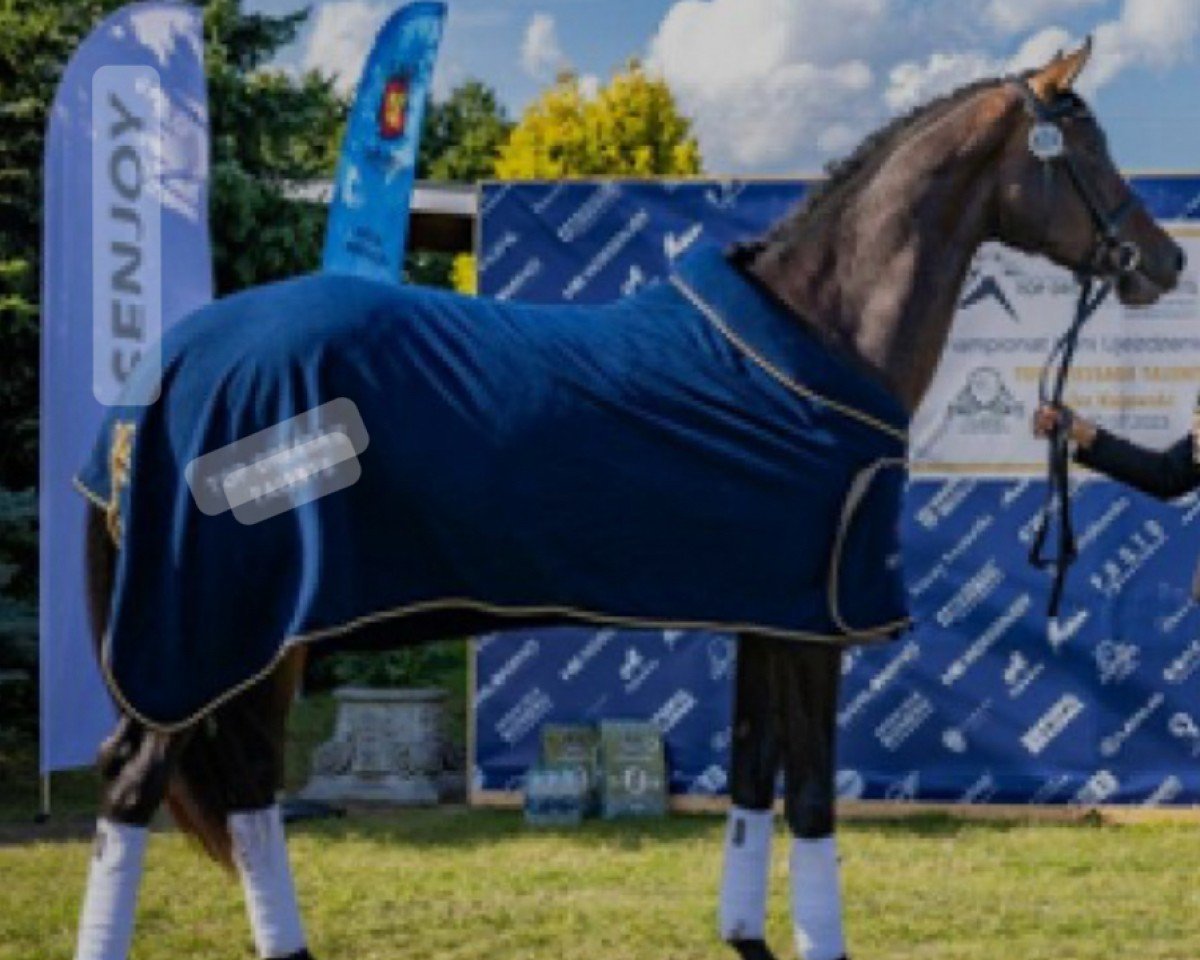 jumper James FZ (Italian Warmblood, 2020, from Ivoir - S)