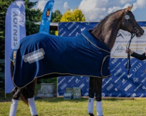 jumper James FZ (Italian Warmblood, 2020, from Ivoir - S)
