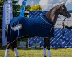 Springpferd James FZ (Italienisches Warmblut, 2020, von Ivoir - S)