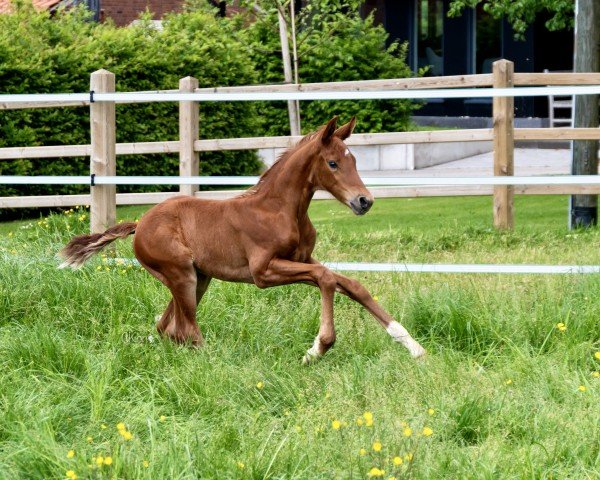 horse Franzis K (Westphalian, 2024, from Franziskus FRH)