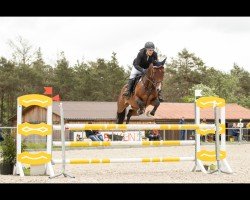jumper Cania (Westphalian, 2013, from Chin Win)