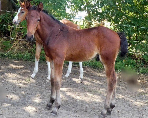 horse Zino II (Oldenburg show jumper, 2023, from Zinedream)