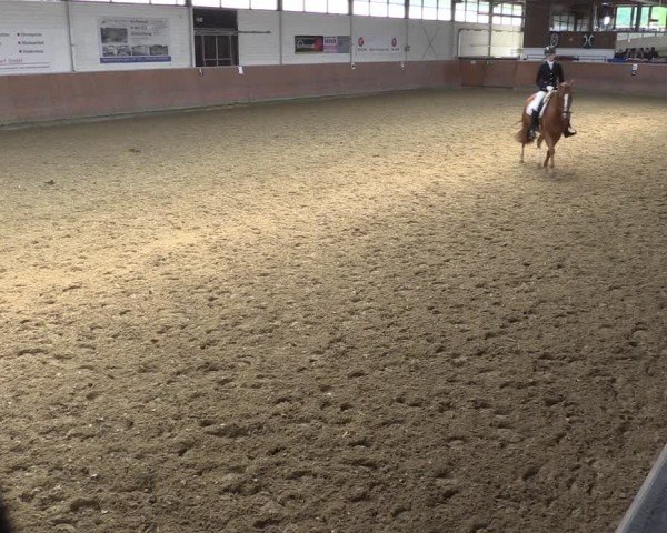 Reitturnier Leichlingen 2024