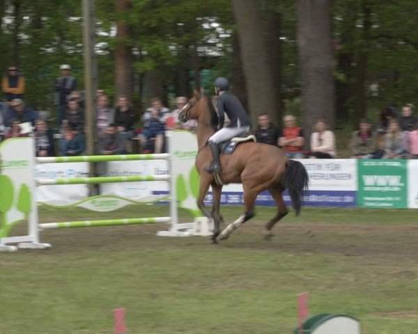 Reitturnier Cottbus-Sielow 2024