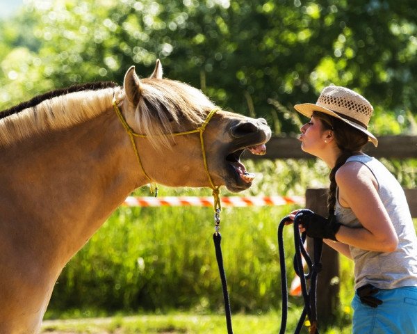 horse Helina (Fjord Horse, 2012, from Kelvin)