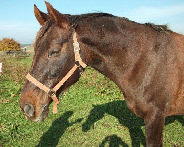 horse Dreamy Fairy (Rhinelander, 1999, from Dream of Heidelberg I)