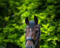 dressage horse Donneur (Hanoverian, 2016, from Don Index)