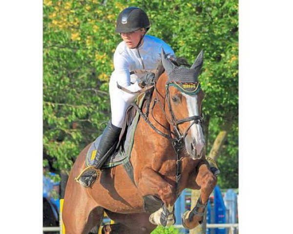broodmare Safira 24 (Hessian Warmblood, 2005, from Sunrise)