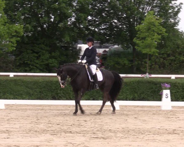 Reitturnier Westeregeln 2024
