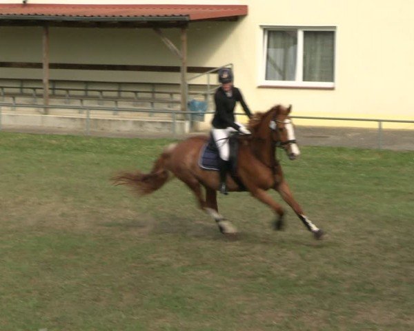 Reitturnier Blüthen 2024