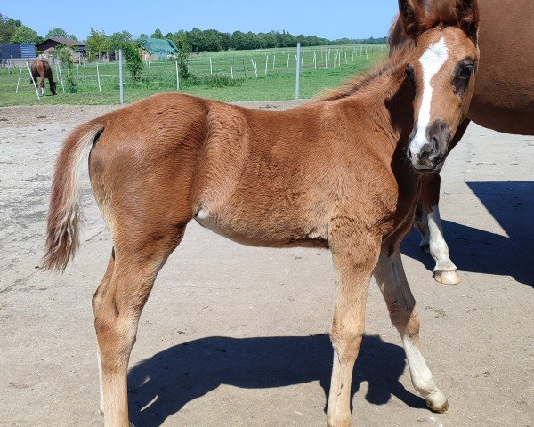broodmare Sunrise (Hanoverian, 2024, from Selectric)