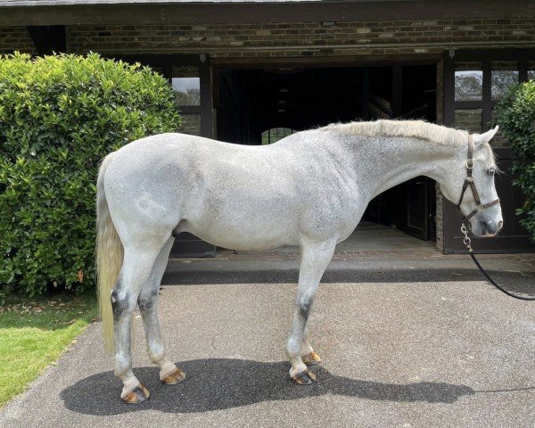 horse Renoir WF (American Warmblood, 2004, from Royal Diamond)