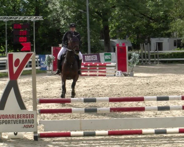 Reitturnier Stadt Bregenz 2024