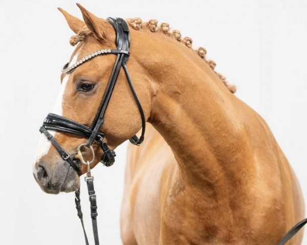 Pferd Cornflake (Deutsches Reitpony, 2021, von Castiel MF)