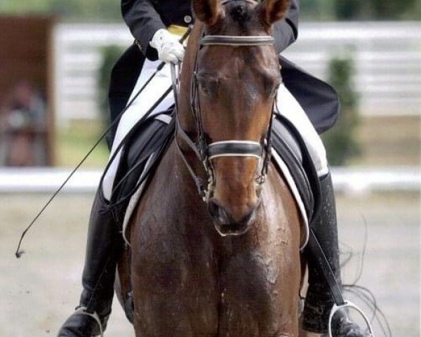 horse Skarabaeus 6 (Hanoverian, 1992, from Sao Paulo)