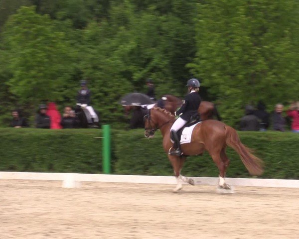 Reitturnier Westeregeln 2024