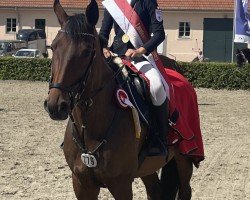 broodmare Skyfall 51 (Hanoverian, 2013, from Stakkato)