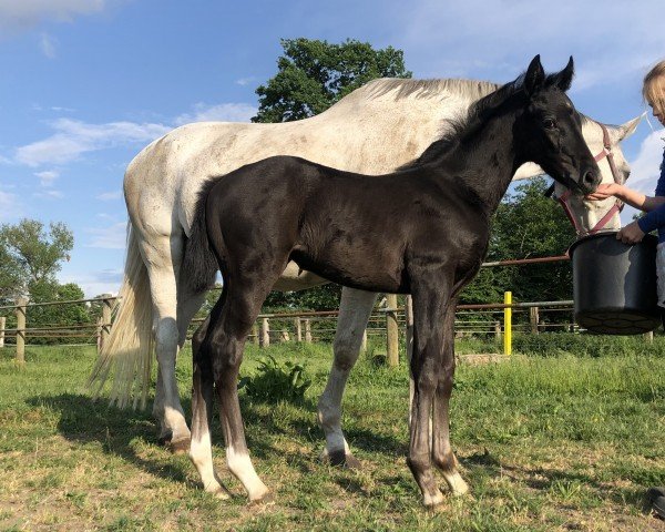 horse Belle Baronesse Dantess (Hanoverian, 2024, from Bon Esprit)