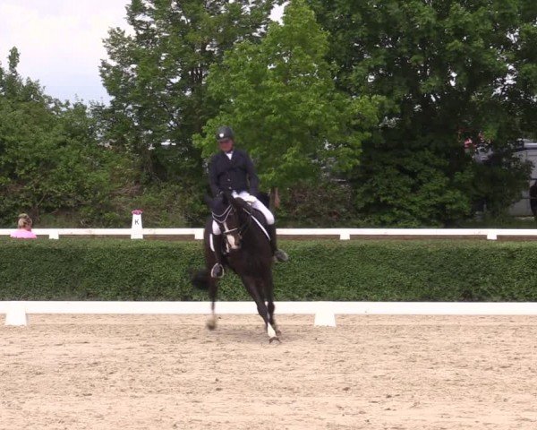 Reitturnier Westeregeln 2024