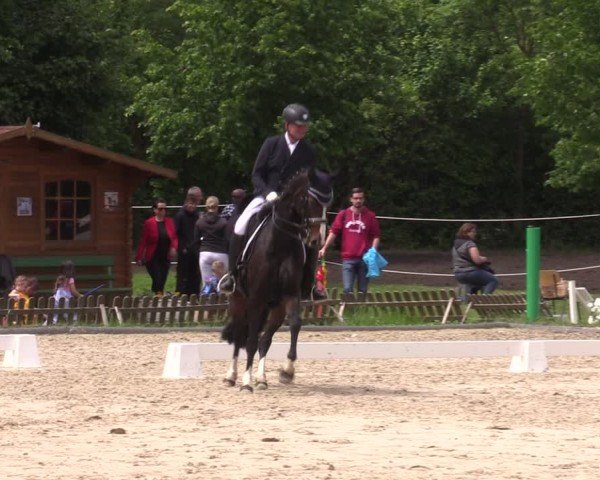 Reitturnier Westeregeln 2024