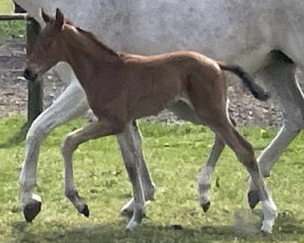 horse Voltoball (Hanoverian, 2023, from DSP VA Bene)