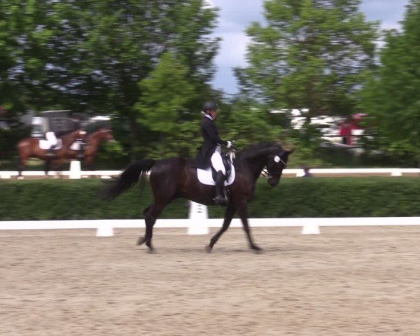 Reitturnier Westeregeln 2024