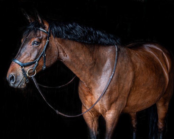 Cavallo da salto Coquin 7 (sconosciuto, 2012)