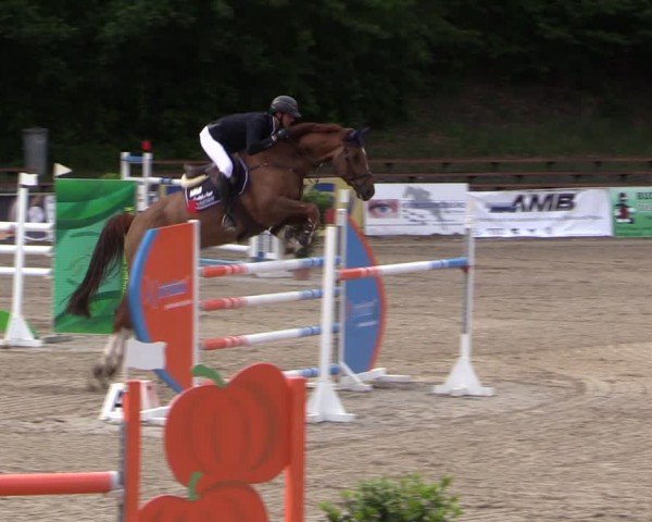 Reitturnier Lgl.-Oberhain, B95 2024