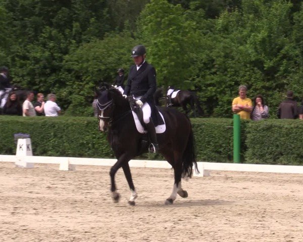 Reitturnier Westeregeln 2024